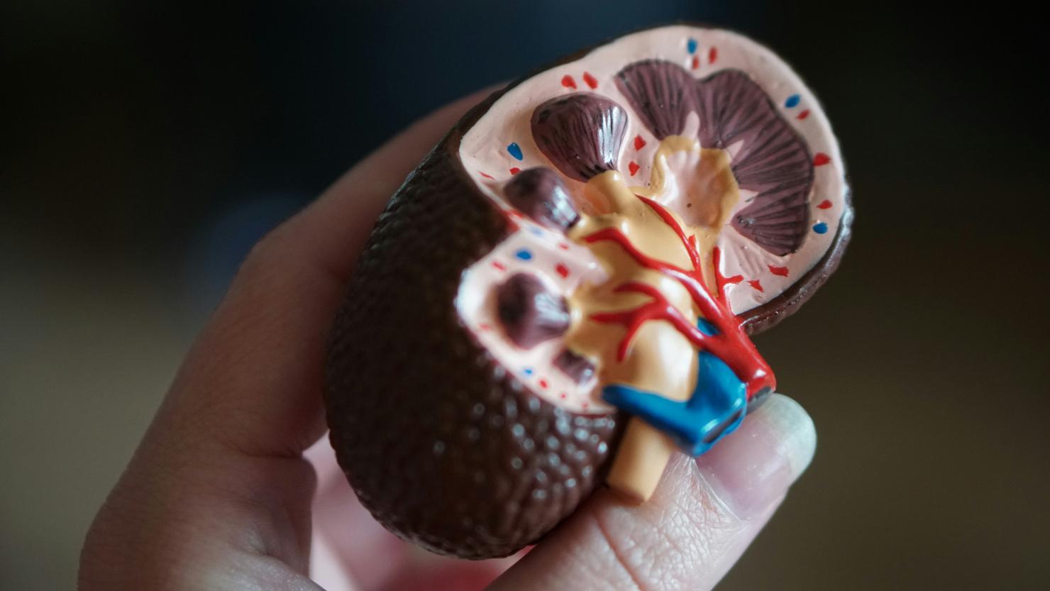 A hand holding a model of a kidney